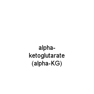 alpha-ketoglutarate (alpha-KG)